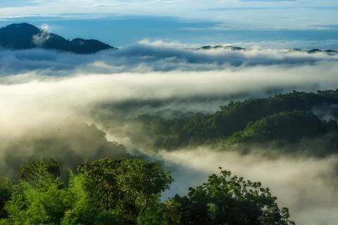 Fog in forest. Foto stock
