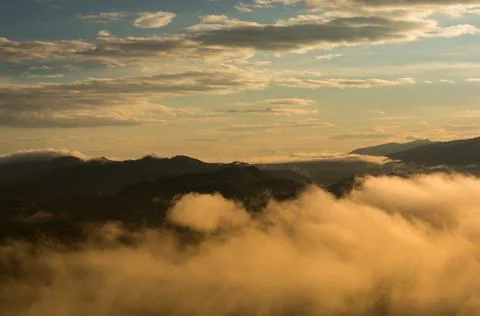 Fog in forest. Stock Photos