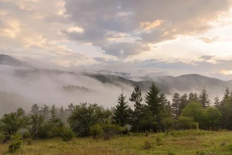Fog in the forest. Stock-Fotos