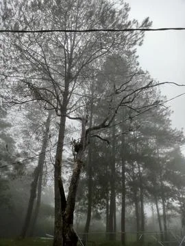 Fog forest Stock Photos