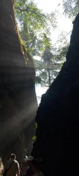 Fog in the forest Stock Photos