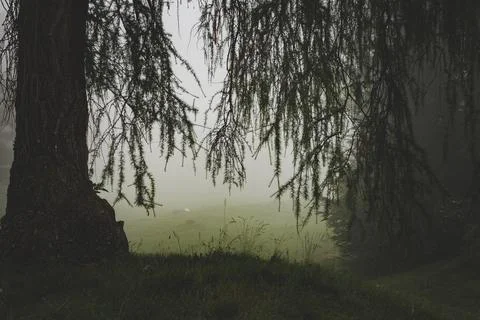 Fog in forest Stock Photos