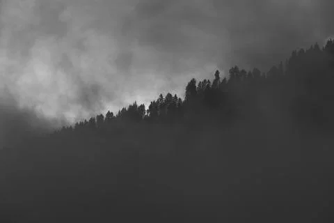 Fog in the forest Stock Photos