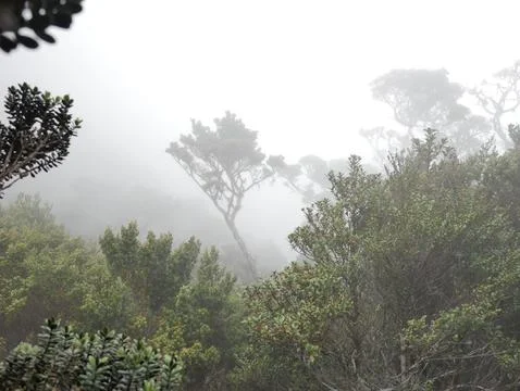 Fog in the forest 写真素材