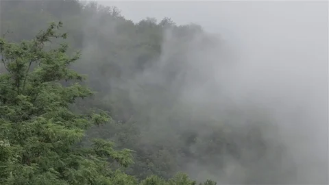 Fog in the forest, realistic and scary Video stock 80631298