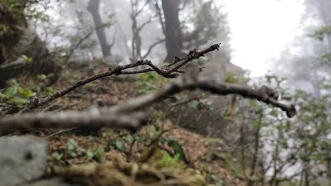 Fog in forest trees Stock Footage 155481471