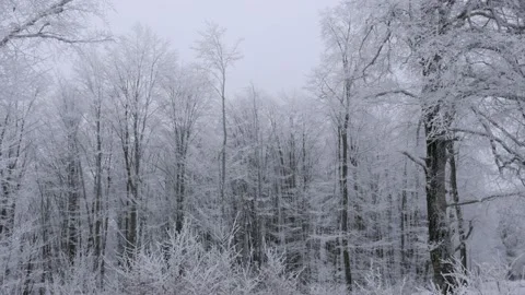 Fog in forest in winter with trees and snow Видео 169565015