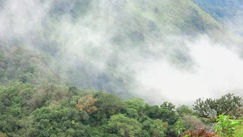 Fog in forest2 Video stock 92004093