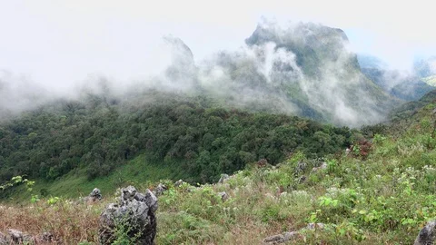 Fog in forest4 Stock Footage 92004050