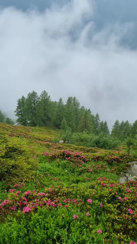 Fog form the background for wild Rhododendrons in bloom in Ligurian Alps along t Stock Footage 284658485