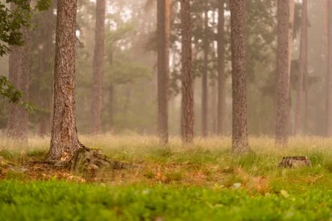 Fog in the forrest Stock Photos