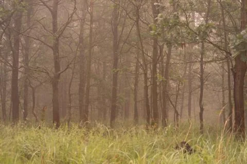 Fog in the forrest Stock Photos