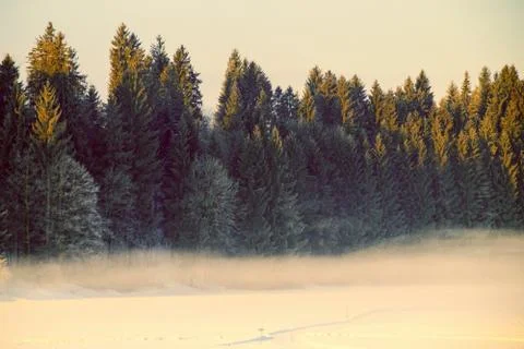 Fog in front of a green tree row Stock Photos