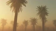 Fog Glowing Sun And Palms Stock Footage