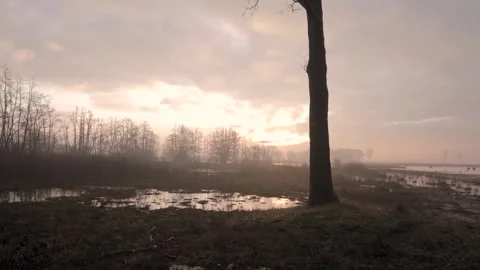 Fog gradually dissolving behind lonely tree at sunrise Stockbeeldmateriaal 292924423