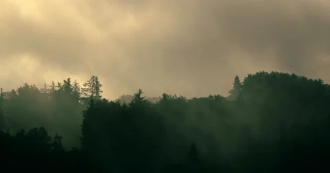 Fog Hanging Over Dark Forest at Sunrise [4K] Stock Footage 64564255