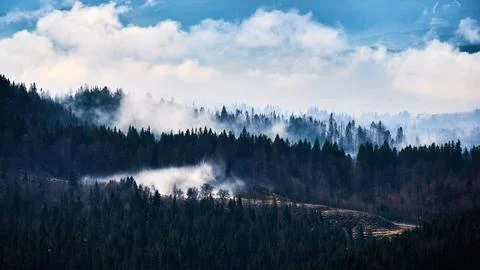 Fog hanging over pine forest and rural mountain slope with dramatic light and Stock Photos