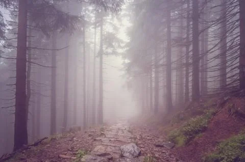 Fog in the haunted forest Foto stock