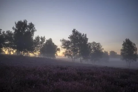 Fog in the heath Foto stock