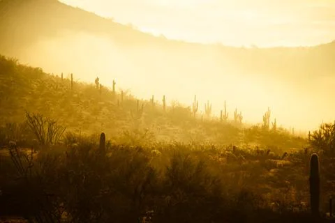 Fog hovering over the mountains of central Arizona with Saguaro cactus Fotos Stock