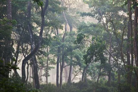 Fog in jungle Stock Photos