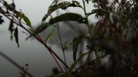 Fog on lake (9).mp4 Stockbeeldmateriaal 31945844