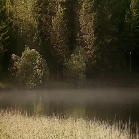 Fog on the lake Stock Footage 69545162