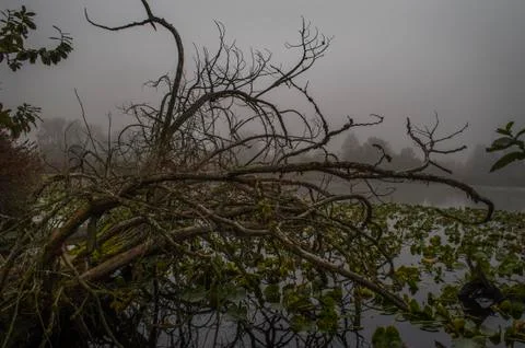 Fog on the lake. Stockfoto's