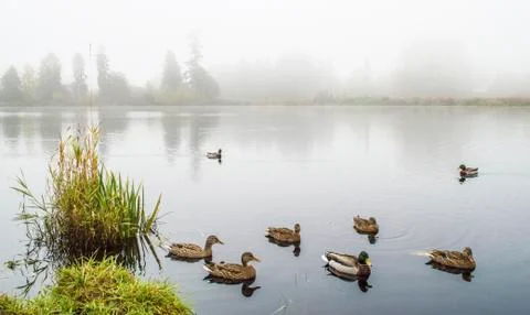 Fog on the lake. Stockfoto's