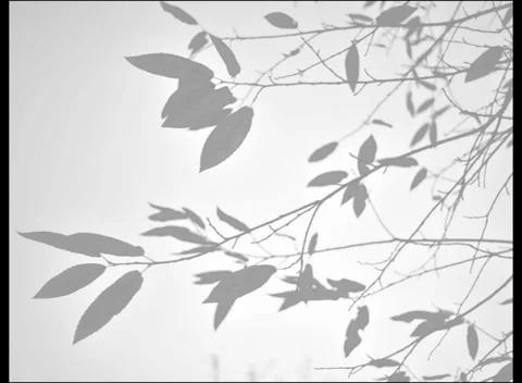 In the fog the leaves sway in the wind Stock Footage 285709787