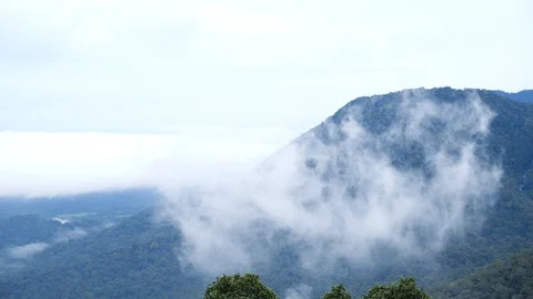 Fog lifting off from a mountain in a rain forest , Karnataka, India. 動画素材 118435909