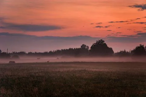 Fog on the meadow, clouds after sunset Stock Photos