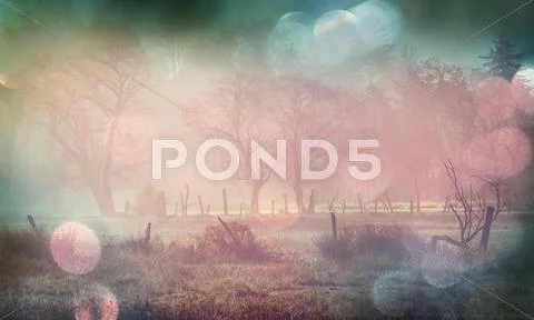Fog on meadow Stock Photos