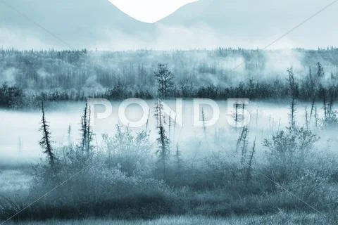 Fog on meadow Stock Photos