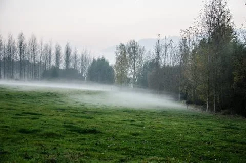 Fog on a meadow Foto stock