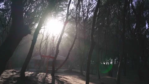 Fog misty forest near the beach Stock Footage 275499019