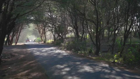 Fog misty forest near the beach Stock Footage 275499052