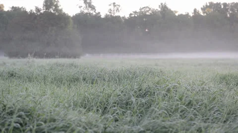 Fog in the Morning Video stock 25928151