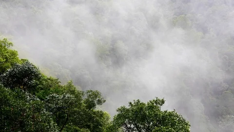 Fog motion over a forest, Lockdown. Stock Footage 105528012