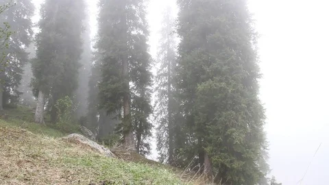 Fog in the mountain area quickly creeps among fir-trees Video stock 71967379