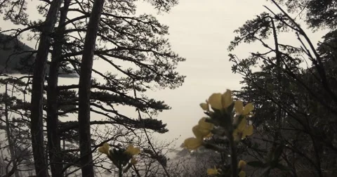 Fog in the mountain coniferous forest and yellow flowers in the foreground Stock Footage 53565151