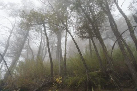 Fog in the mountain forest Stock Photos