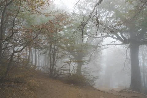 Fog in the mountain forest Stock Photos