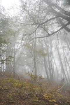 Fog in the mountain forest Stock Photos