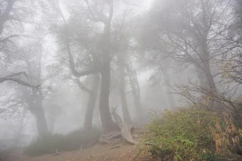 Fog in the mountain forest Stock Photos