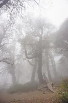 Fog in the mountain forest Foto stock