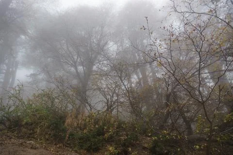 Fog in the mountain forest Stock Photos