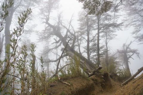 Fog in the mountain forest Stock Photos