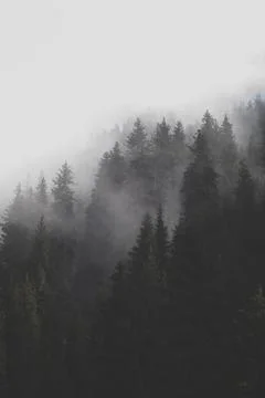 Fog in the mountain forest, vertical background Stock Photos