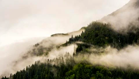 Fog on mountain top with pine tree Stock Photos